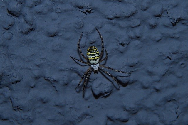 Descarga gratuita Spider Wasp Krabbeltier: foto o imagen gratuita para editar con el editor de imágenes en línea GIMP