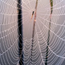 Spider Web and Baby Spider  screen for extension Chrome web store in OffiDocs Chromium