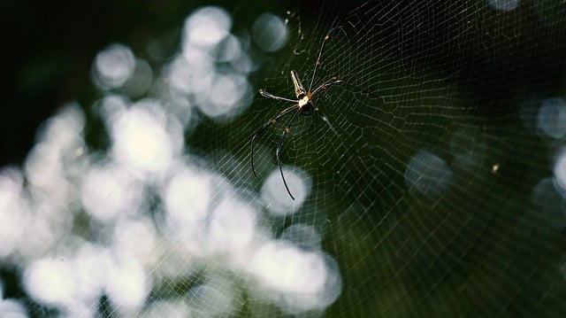 Free download spider web animal insect wildlife free picture to be edited with GIMP free online image editor
