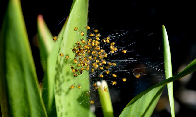 Free download spiderweb baby spiders web free picture to be edited with GIMP free online image editor