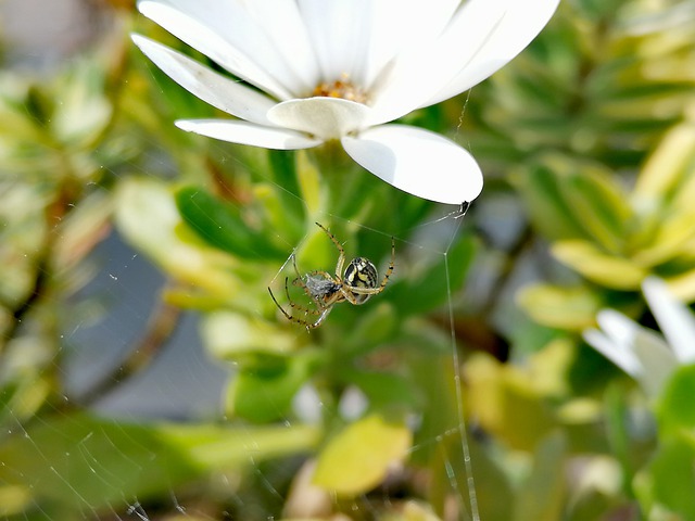Free download spider web be crazy insect nature free picture to be edited with GIMP free online image editor