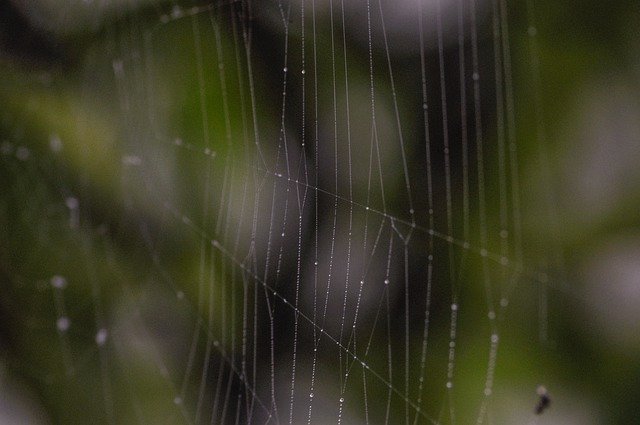 Free download Spiderweb Cobweb Bokeh -  free free photo or picture to be edited with GIMP online image editor