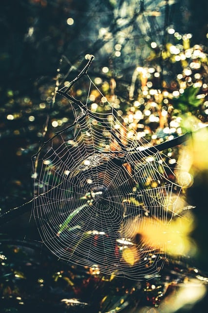 Free download spiderweb cobweb web nature forest free picture to be edited with GIMP free online image editor