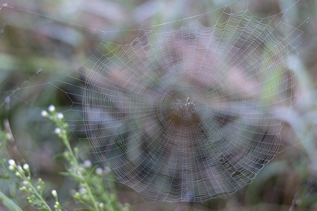 ດາວ​ໂຫຼດ​ຟຣີ Spider Web Dew - ຮູບ​ພາບ​ຟຣີ​ຫຼື​ຮູບ​ພາບ​ທີ່​ຈະ​ໄດ້​ຮັບ​ການ​ແກ້​ໄຂ​ກັບ GIMP ອອນ​ໄລ​ນ​໌​ບັນ​ນາ​ທິ​ການ​ຮູບ​ພາບ​