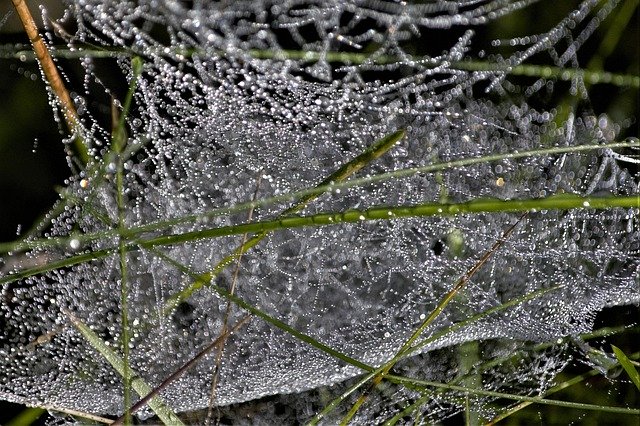 Free download Spider Web Dew Balls Early Morning -  free photo or picture to be edited with GIMP online image editor