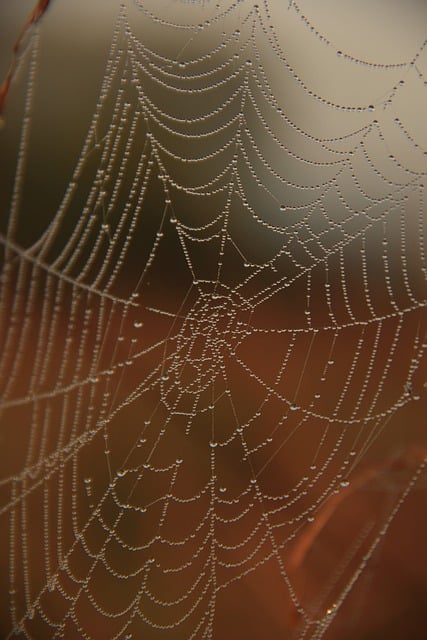 Free download spiderweb dewdrops landscape macro free picture to be edited with GIMP free online image editor