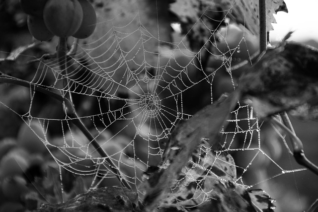 Free download spiderweb dewdrops nature meadow free picture to be edited with GIMP free online image editor
