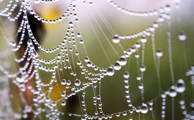 Free download spiderweb dewdrops web dew spider free picture to be edited with GIMP free online image editor