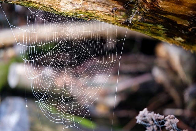 Free download spider web dewdrop wet tree trunk free picture to be edited with GIMP free online image editor