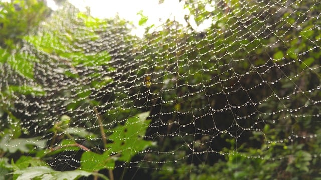 Free graphic spider web dew forest morning to be edited by GIMP free image editor by OffiDocs