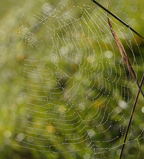 Free download spider web droplets spider habitat free picture to be edited with GIMP free online image editor
