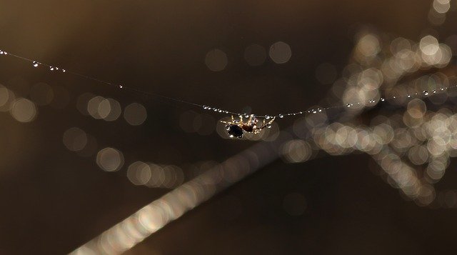 Free download Spider Web Drops -  free photo or picture to be edited with GIMP online image editor