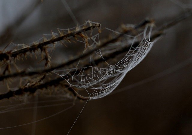 Free download Spider Web Drops Dew -  free photo or picture to be edited with GIMP online image editor