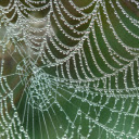 Spider web exposed to dew  screen for extension Chrome web store in OffiDocs Chromium