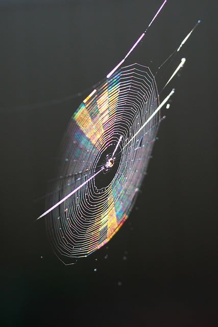 Free download spiderweb habitat macro gleaming free picture to be edited with GIMP free online image editor