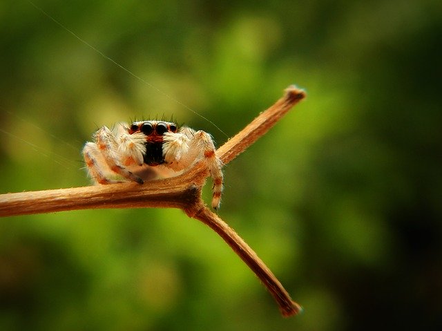 Free download Spider Web Insect -  free photo or picture to be edited with GIMP online image editor
