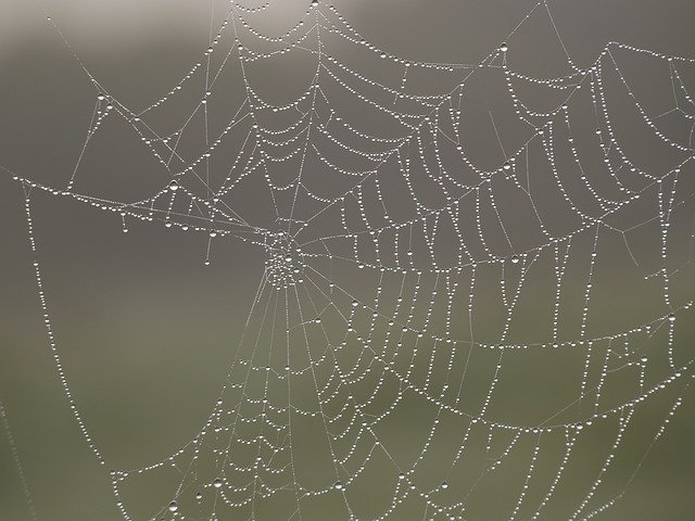 Download gratuito Spiderweb Mist Dew - foto o immagine gratuita da modificare con l'editor di immagini online GIMP