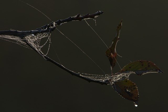 Kostenloser Download Spider Web Morgentau Wassertropfen - kostenloses Foto oder Bild zur Bearbeitung mit GIMP Online-Bildbearbeitung