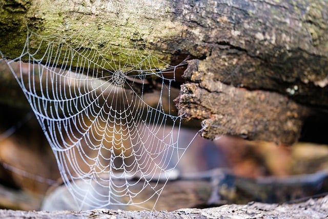 Bezpłatne pobieranie obrazu z pajęczej sieci porannej rosy z pnia drzewa do edycji za pomocą bezpłatnego edytora obrazów online GIMP