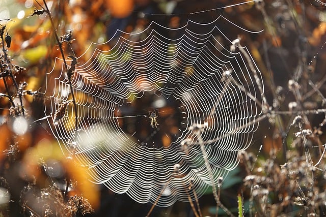 Free download spider web morning dew web araneus free picture to be edited with GIMP free online image editor