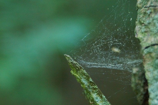 Muat turun percuma Spiderweb Natural Cobwebs - foto atau gambar percuma untuk diedit dengan editor imej dalam talian GIMP