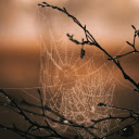 Spider Web on Brown Tree Branch during Sunset  screen for extension Chrome web store in OffiDocs Chromium