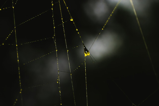 Free download spiderweb spider macro wallpaper free picture to be edited with GIMP free online image editor