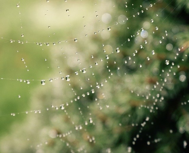 Free download Spiderweb Spider Web -  free photo or picture to be edited with GIMP online image editor