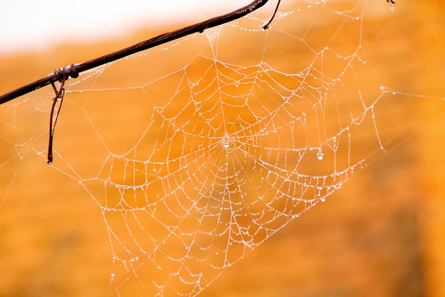 Free download spiderweb sunset dewdrops nature free picture to be edited with GIMP free online image editor