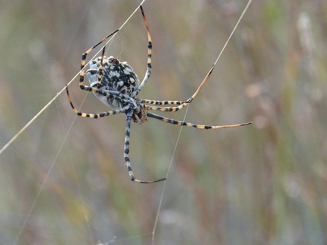 ดาวน์โหลด Spider Web Threat ฟรี - รูปภาพหรือรูปภาพฟรีที่จะแก้ไขด้วยโปรแกรมแก้ไขรูปภาพออนไลน์ GIMP