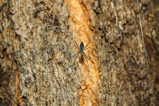 Free download spider web tree bark wood bug free picture to be edited with GIMP free online image editor