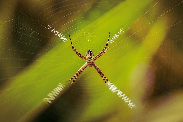 Free download Spider Wild Life Web -  free photo or picture to be edited with GIMP online image editor