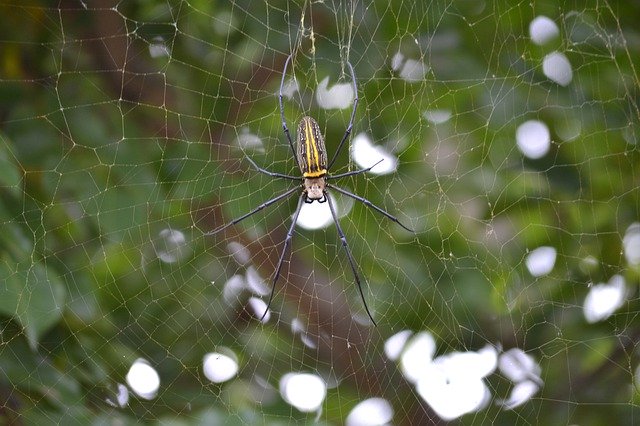 Free download Spider Wild Wildlife -  free photo or picture to be edited with GIMP online image editor