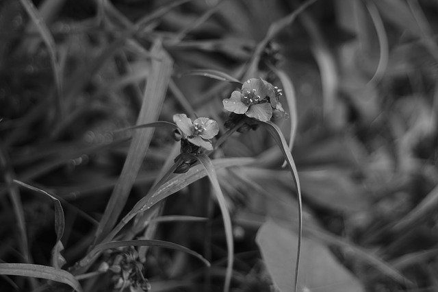 Free download Spiderwort Flower Bloom -  free photo or picture to be edited with GIMP online image editor