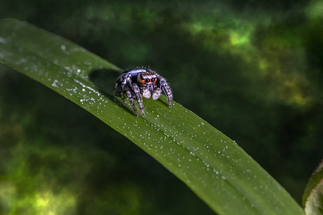 Free download spider zebra insect jumping macro free picture to be edited with GIMP free online image editor