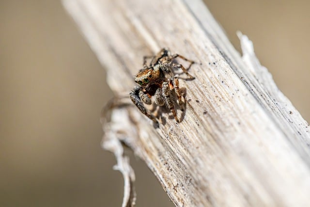 Free download spider zebra spider jumping spider free picture to be edited with GIMP free online image editor