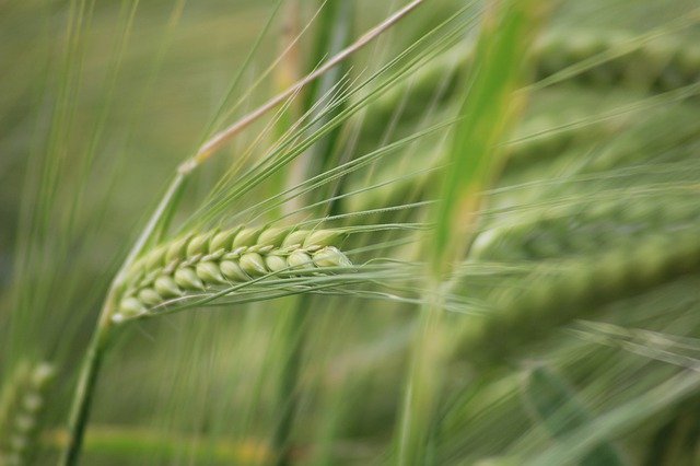 Free download Spike Barley Arable -  free photo or picture to be edited with GIMP online image editor