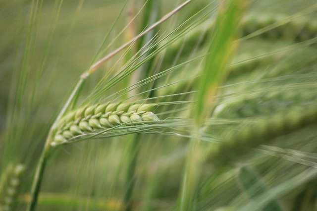 Spike Barley Arable 무료 다운로드 - 무료 사진 또는 GIMP 온라인 이미지 편집기로 편집할 수 있는 사진