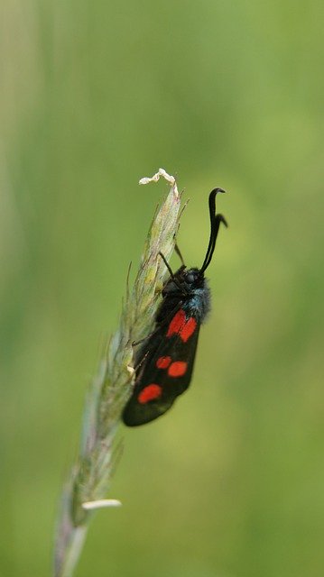 دانلود رایگان Spikelet Cone Butterfly - عکس یا تصویر رایگان قابل ویرایش با ویرایشگر تصویر آنلاین GIMP