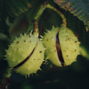 Spiky fruit  screen for extension Chrome web store in OffiDocs Chromium