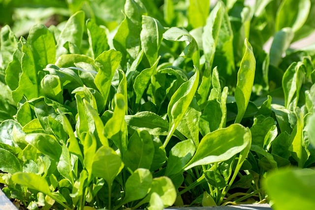 Free graphic spinach leaves plants green fresh to be edited by GIMP free image editor by OffiDocs