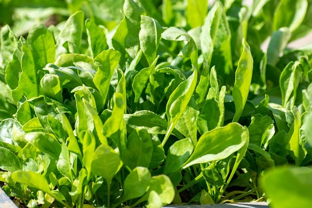 Free download spinach leaves plants green fresh free picture to be edited with GIMP free online image editor