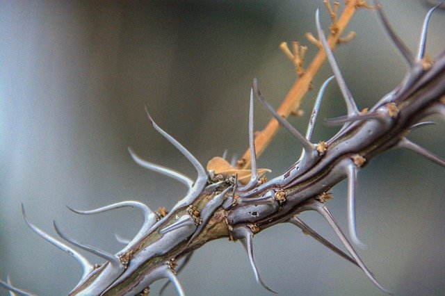 Muat turun percuma Spines Plant Cactus - foto atau gambar percuma untuk diedit dengan editor imej dalam talian GIMP