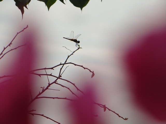 ດາວໂຫລດຟຣີ Spinning Pink Lace - ຮູບພາບຫຼືຮູບພາບທີ່ບໍ່ເສຍຄ່າເພື່ອແກ້ໄຂດ້ວຍບັນນາທິການຮູບພາບອອນໄລນ໌ GIMP