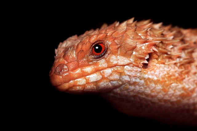 Free download spiny tailed skink skink lizard free picture to be edited with GIMP free online image editor