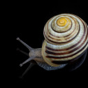Spiral shell snail  screen for extension Chrome web store in OffiDocs Chromium