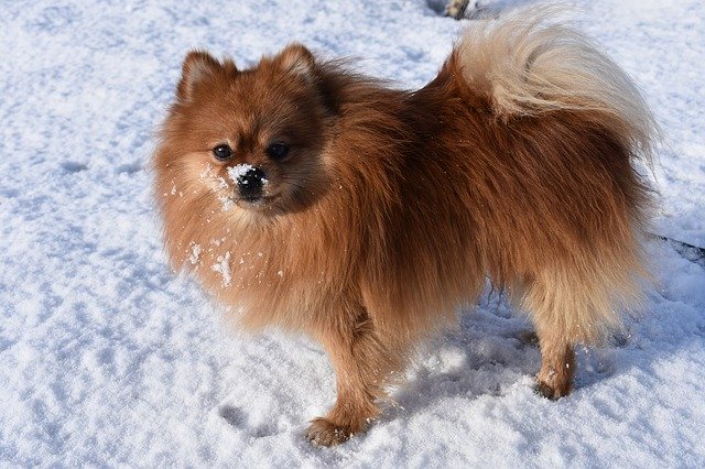 Free download Spitz Dog Winter -  free photo or picture to be edited with GIMP online image editor