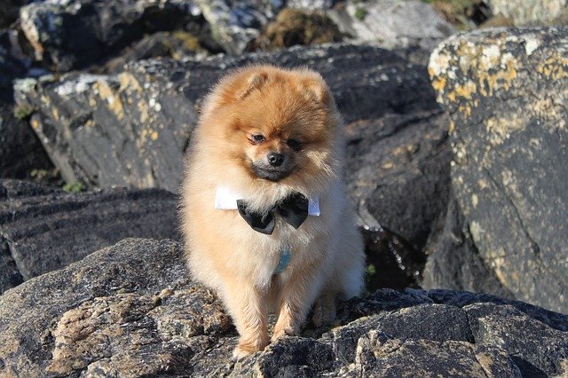 Free download Spitz Miniature Pet -  free photo or picture to be edited with GIMP online image editor