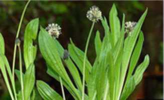 Free download Spitzwegerich heilt Insektenstiche,Husten,Asthma- Plantago lanceolata free photo or picture to be edited with GIMP online image editor