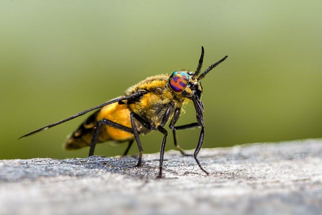 Free download splayed deer fly insect fly free picture to be edited with GIMP free online image editor